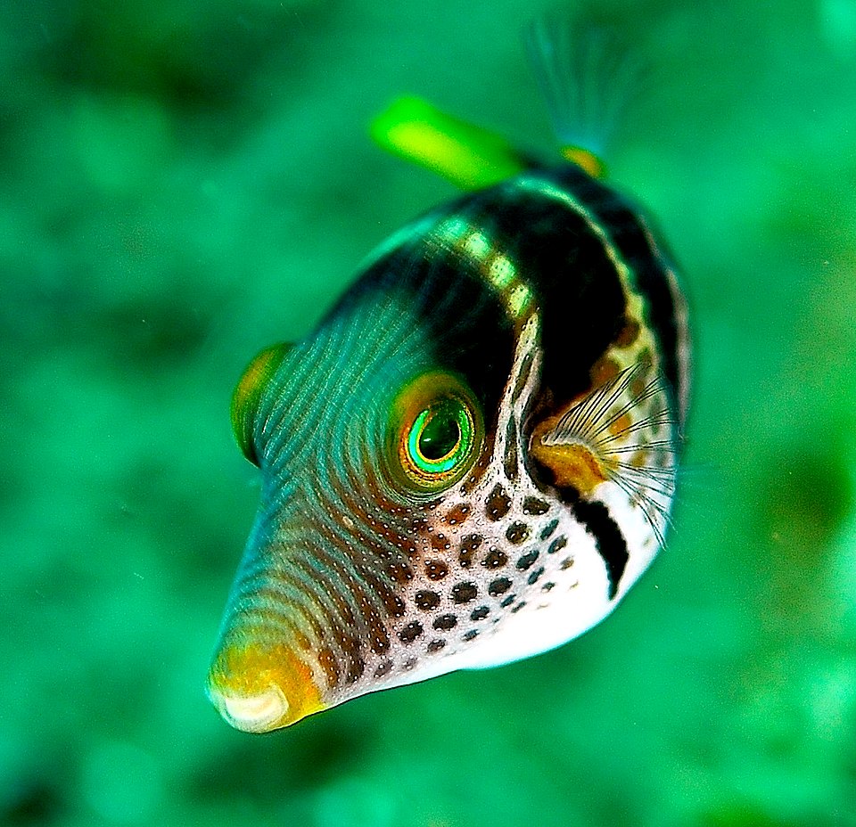 Bestand:Canthigaster valentini 1.jpg