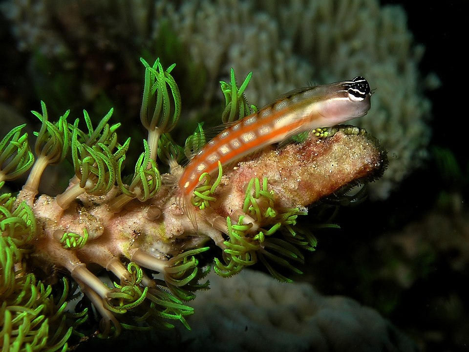 Bestand:Australian blenny.jpg